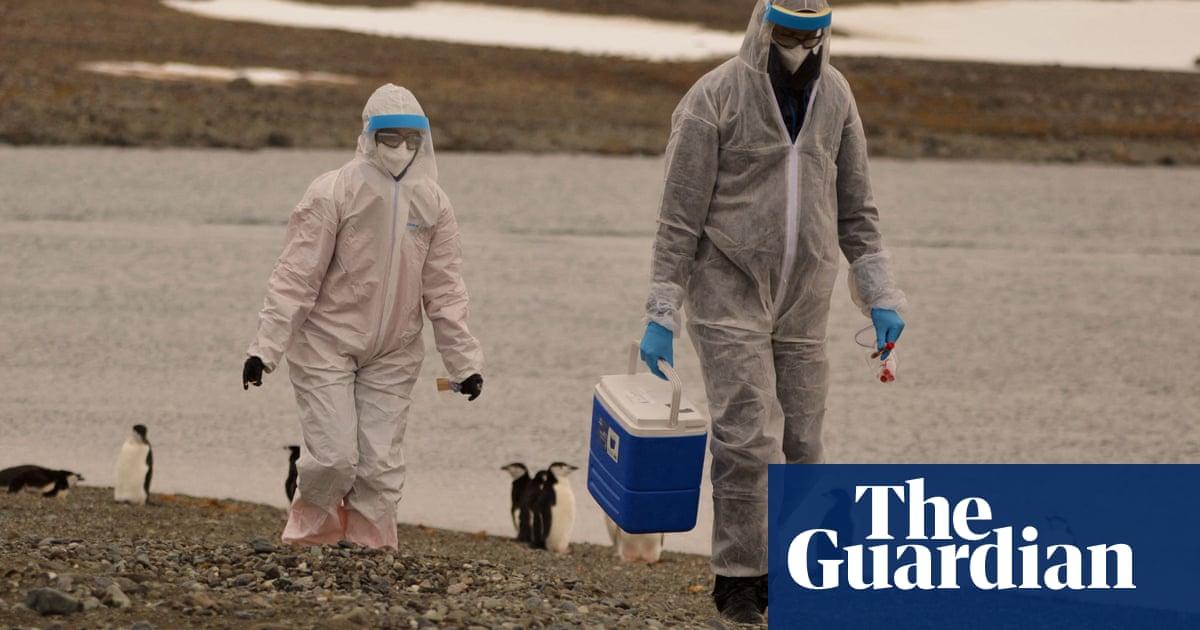 The WHO says the risk of bird flu spreading to humans is enormous