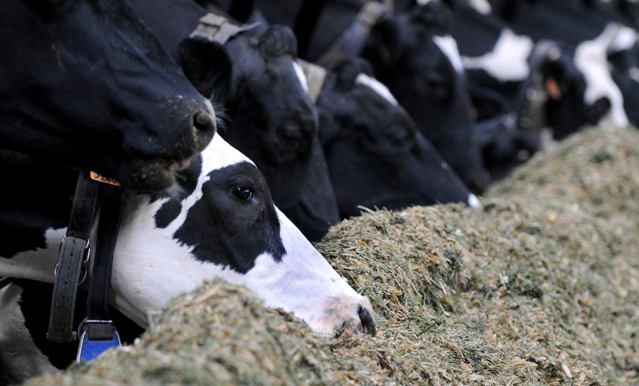 Three more Michigan commercial dairy farms have been affected by bird flu