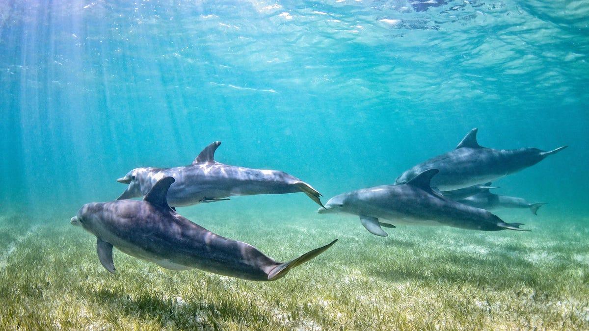 The Florida Dolphin died of Bird Flu