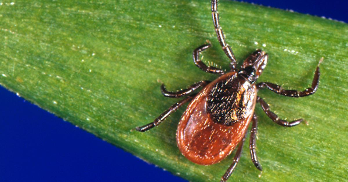 Residents are urged to avoid tick bites after the owassan virus was reported in Massachusetts