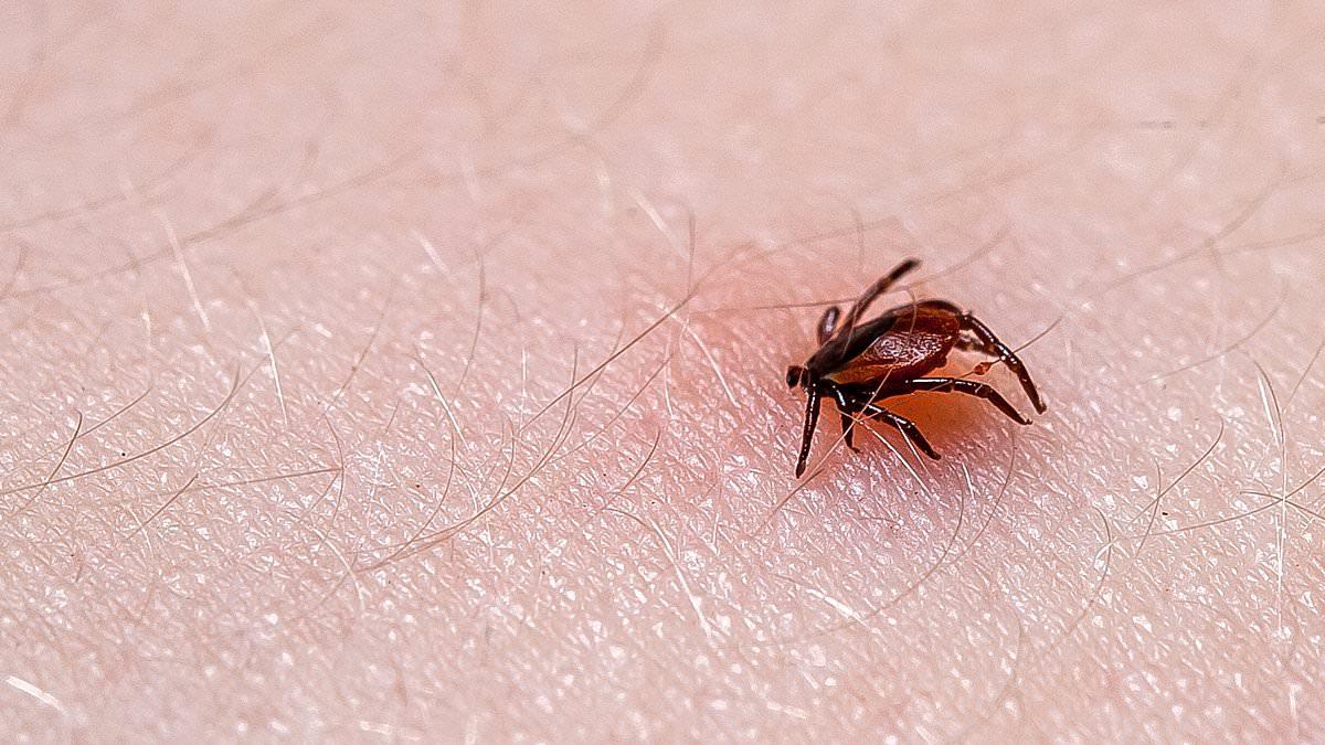 Thousands of people in West Virginia have been struck down by a mystery tick-borne disease