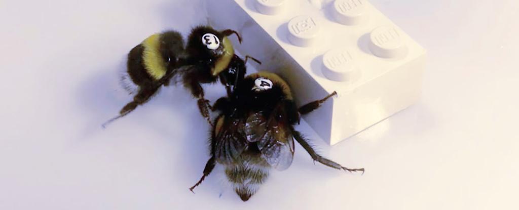 A new study shows the impressive cooperative skills of bumblebees