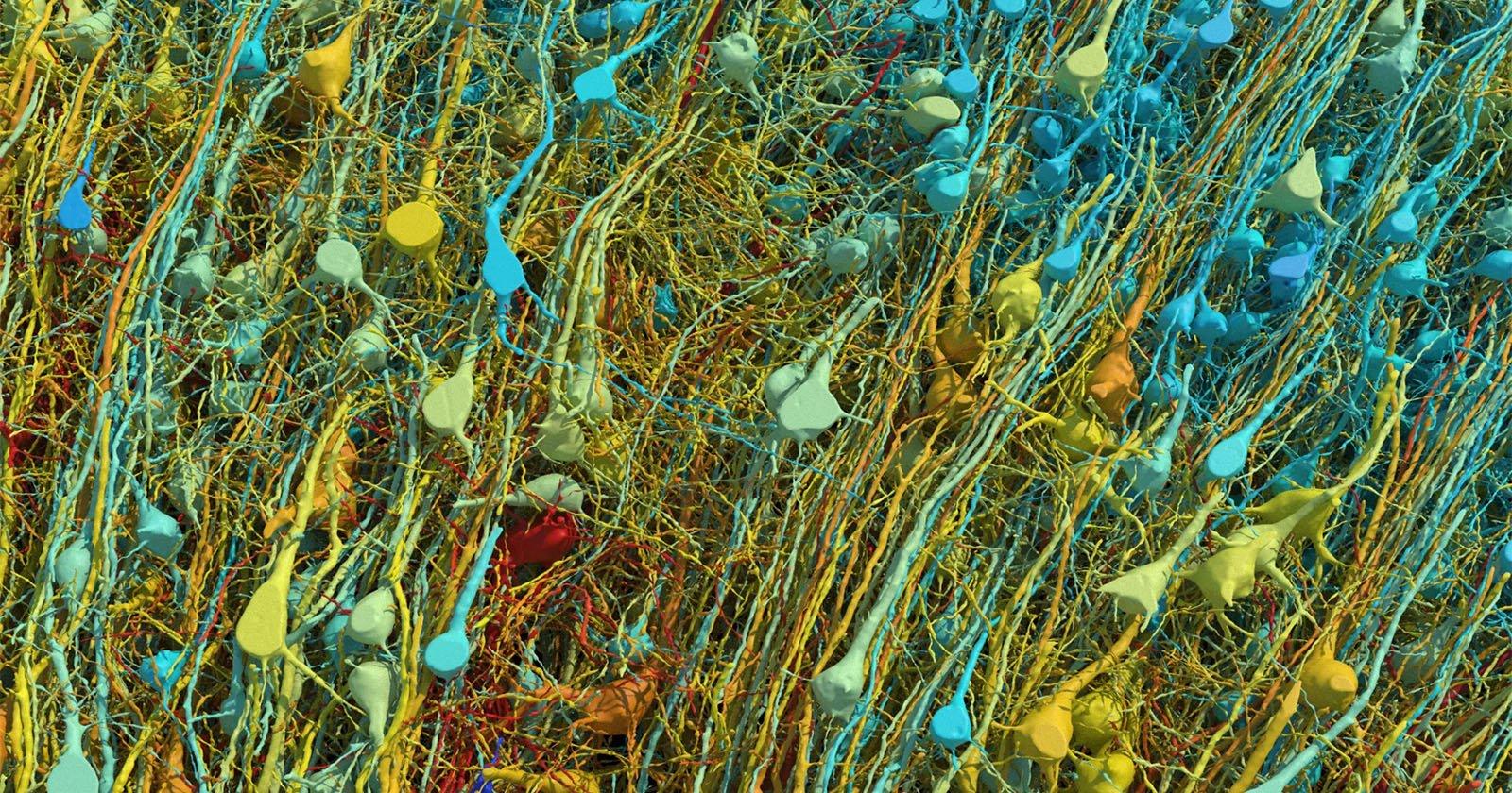 neurons-colored-by-size-2-lichtman-et-al-copy.jpg