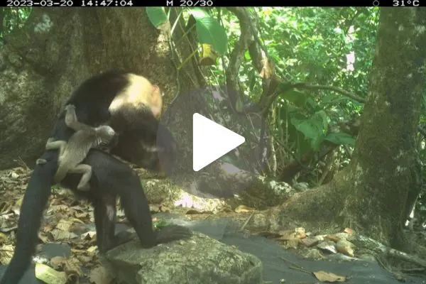 Capuchin-c_1747680989.webp