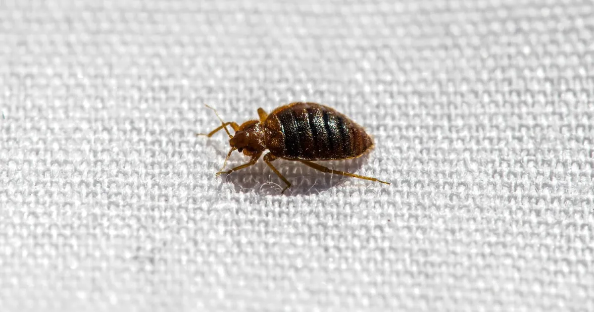bed-bug-mc_1748474184.webp