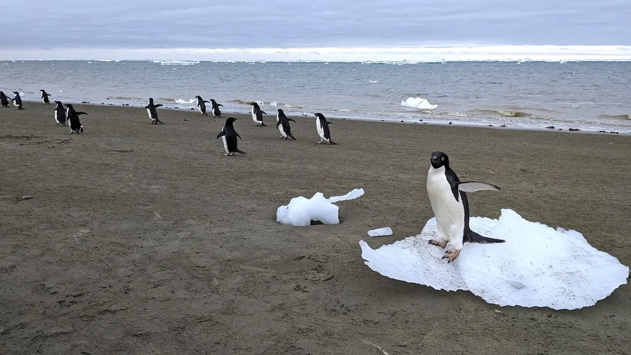 penguin-1-_1747970919.webp