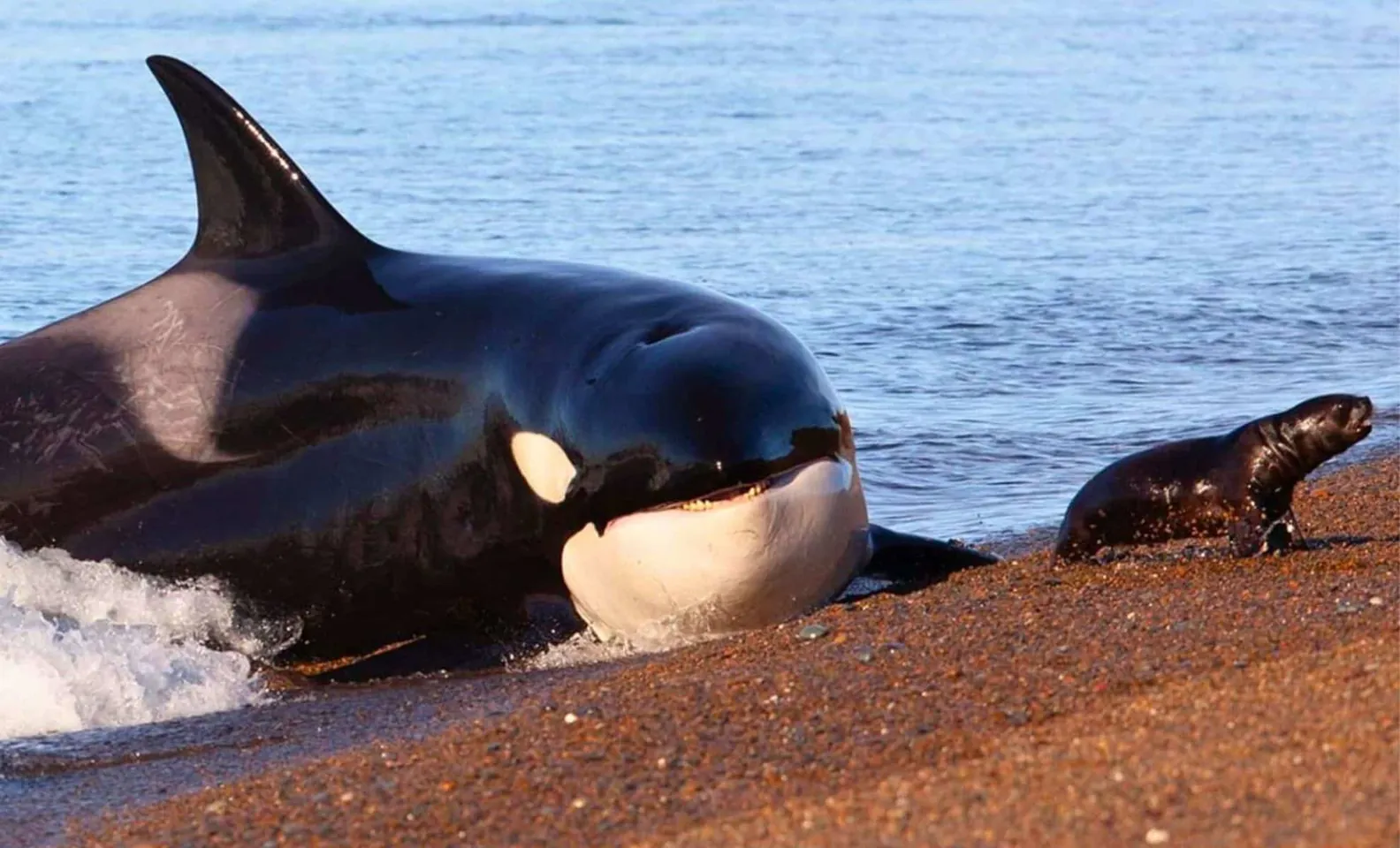 Orca_1748738717.webp