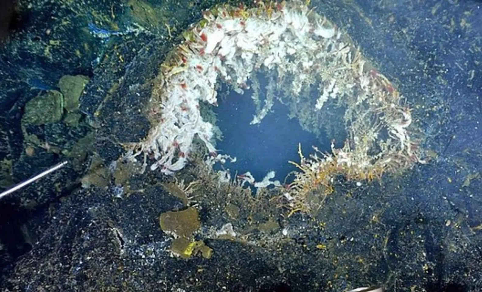Underwater_1749347385.webp