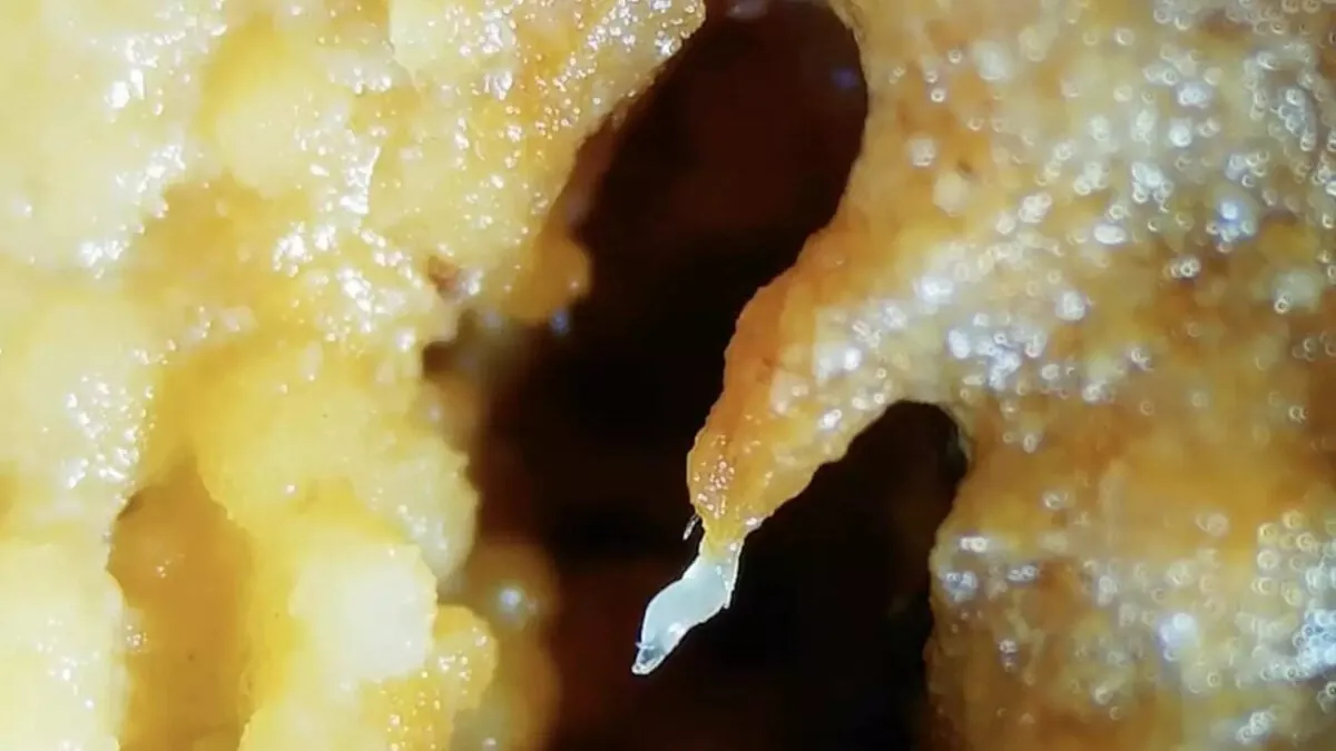 Wild West: Worms Caught Building Flesh Towers in Wildfear