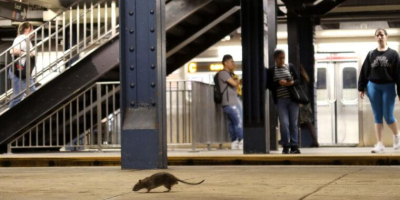 There are record levels of rat pee infections in NYC