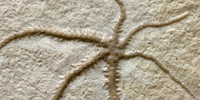 The Fossil Captures 155-Million-Year-Old Brittle Star Mid-Regeneration was a wild find